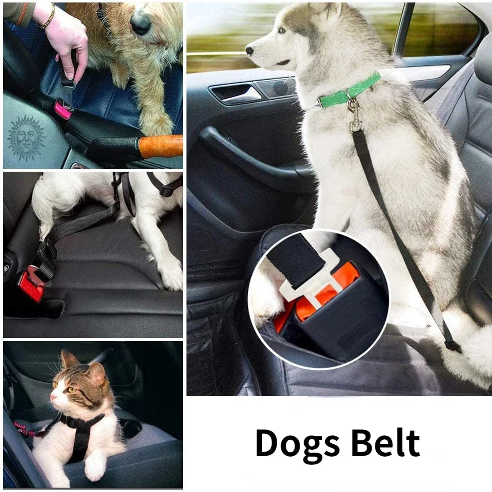 Pet Belt